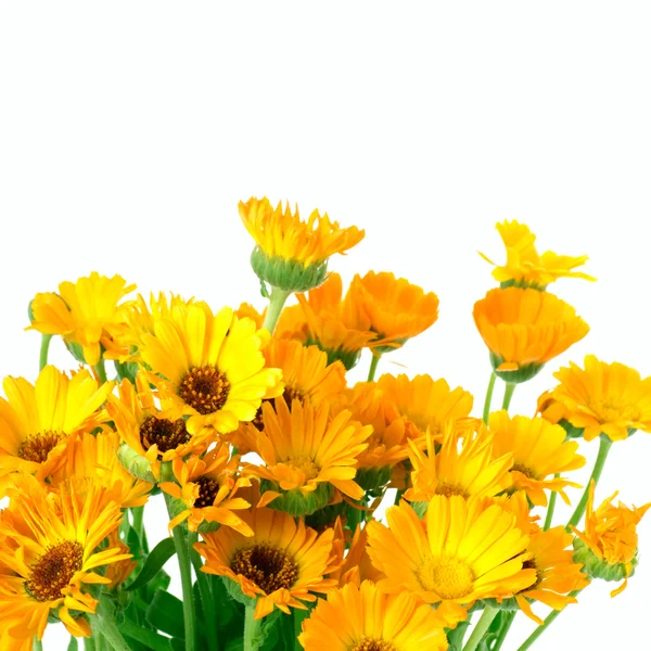金盏花的新鲜花束 — 图库照片