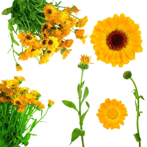 Collectie van verse calendula bloemen — Stockfoto