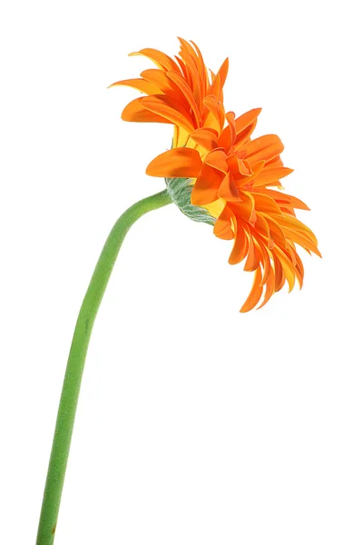 Orange gerber — Stock Photo, Image