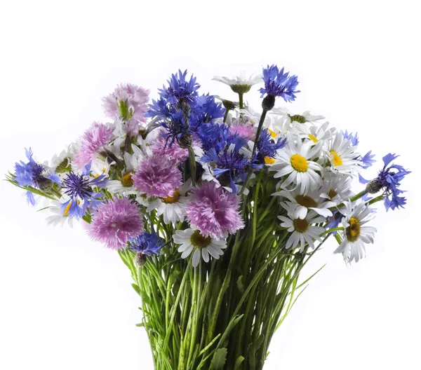 新鮮な花束 — ストック写真