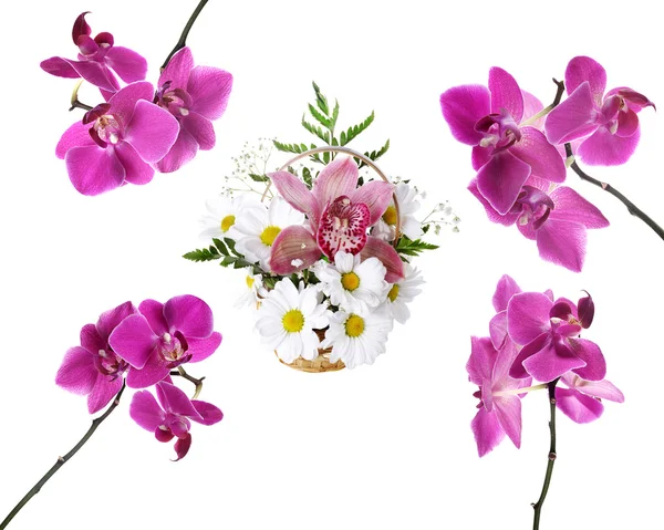 Collectie van roze mooie orchid — Stockfoto