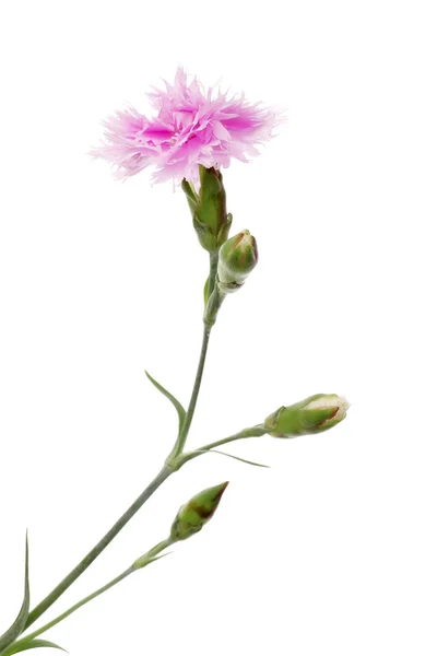 Dekorativa rosa nejlikor blommor — Stockfoto