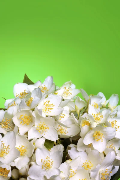 stock image Fresh jasmine