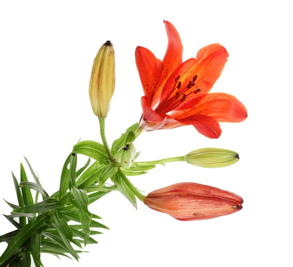 Orange lilly — Stock Photo, Image