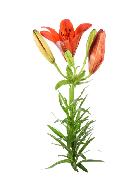 Orange lilly — Stock Photo, Image