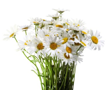 White daisies isolated on white clipart