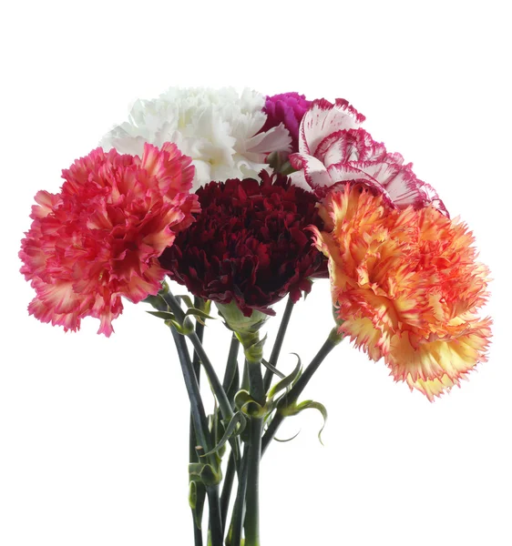 Colletion kwiatów carnatoins — Zdjęcie stockowe