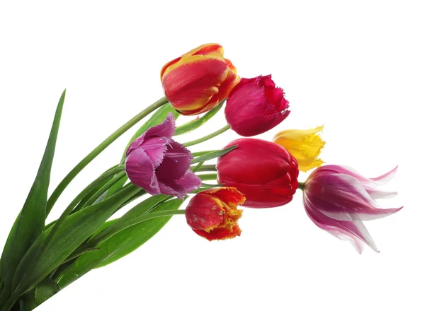 Красочные тюльпаны, изолированные на белом — стоковое фото