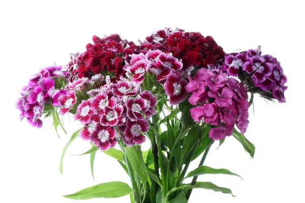 Chinese pink carnatoins. Summer flowers — Stock Photo, Image