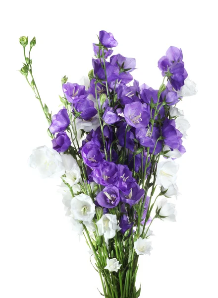 Bell modré a bílé květiny — Stock fotografie