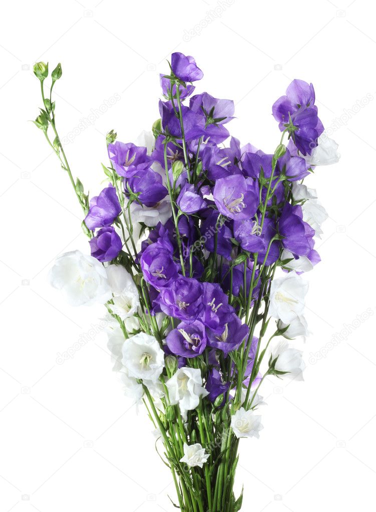 Blue and white bell flowers