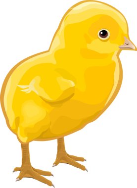 Baby chick clipart