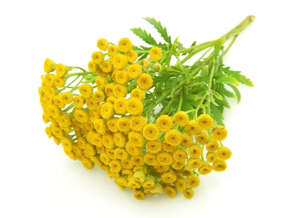 Branch of tansy — 图库照片