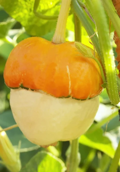 Melony, rosliny basztanowe ozdobny — Zdjęcie stockowe