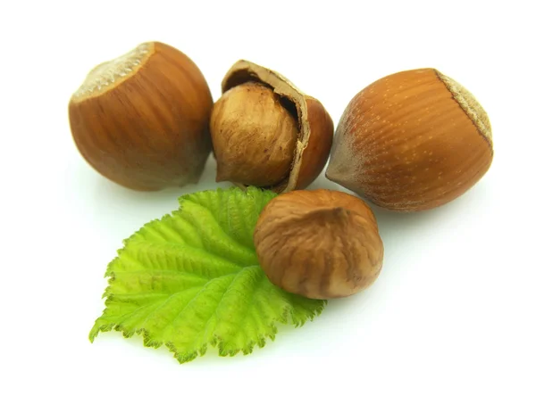 Čtyři zralé dřevo ořechy — Stock fotografie