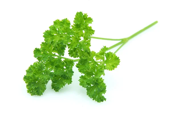 Branch of parsley — Stock Photo, Image