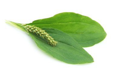 A plantain(Plantago) clipart