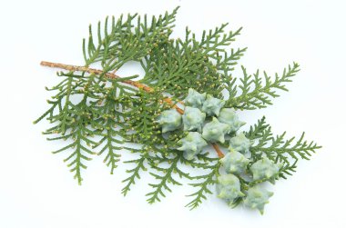 Branch of a thuja clipart