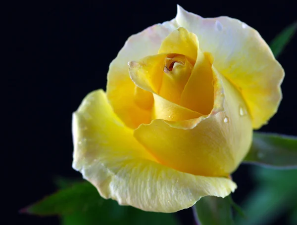 Rosa orégano — Foto de Stock
