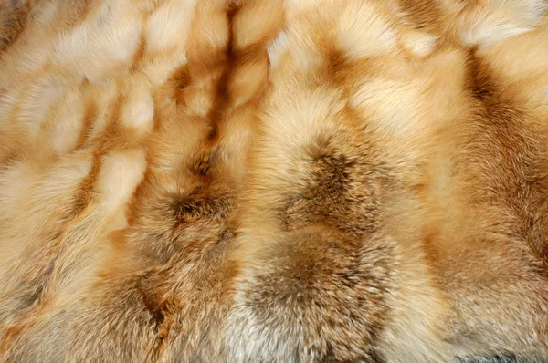 As peles de raposa — Fotografia de Stock