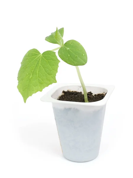 stock image Sprout of a cucumber