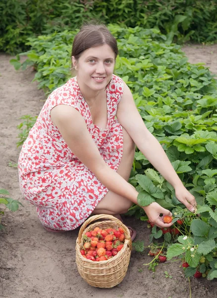 Flicka plocka jordgubbar i fältet — Stockfoto