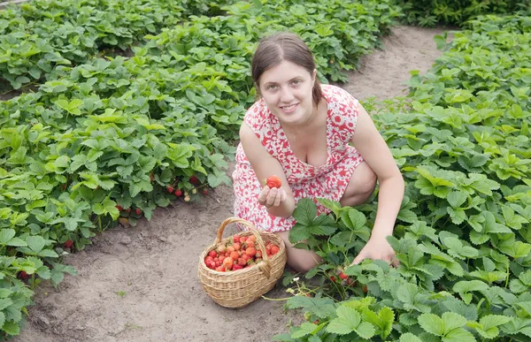 Meisje plukken aardbeien in het veld — Stockfoto