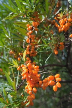 Closeup of Hippophae clipart