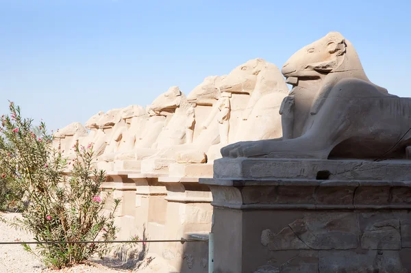Esfinges de cabeça de carneiro no templo de Karnak — Fotografia de Stock
