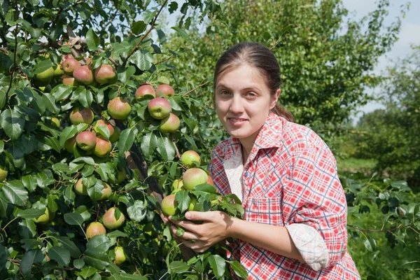 Flicka plocka äpplen — Stockfoto