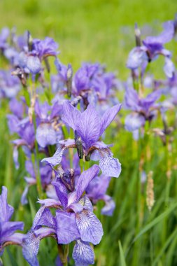 Close-up of iris plant clipart