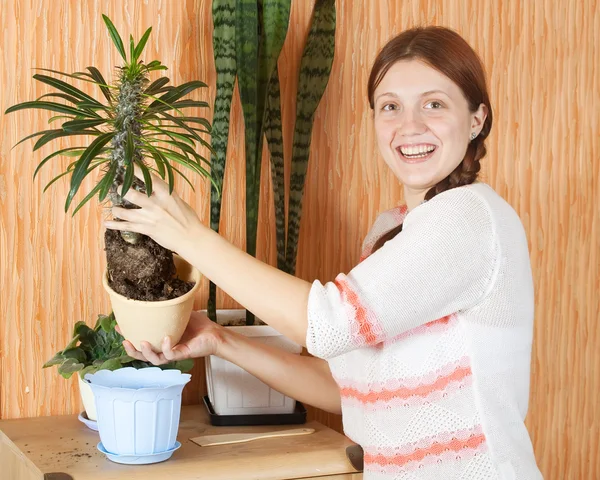 Frau umtopft Dickhäuter-Kaktus — Stockfoto