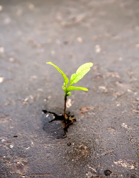 stock image Growing green sprout in asphalt