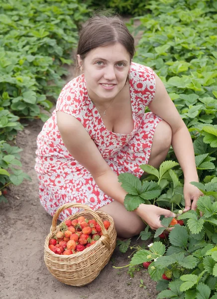 在字段中，采摘草莓的女孩 — 图库照片