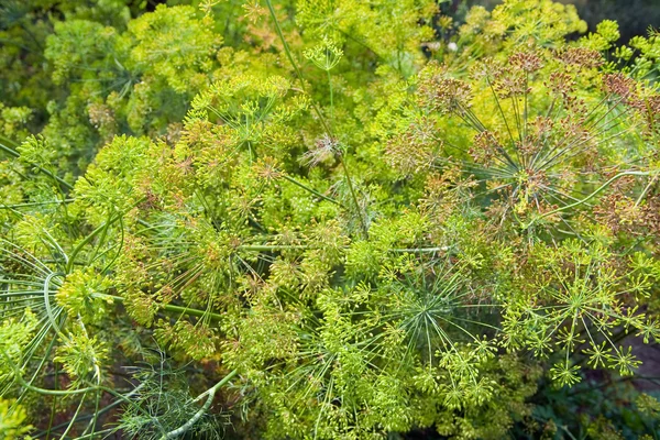 Blooming fennel in a garden — Stock Photo, Image