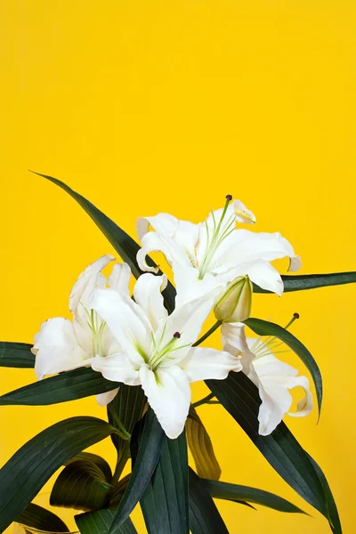 Bílá lilie na žluté — Stock fotografie