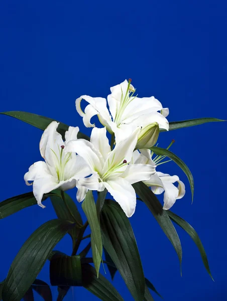 Bílá lilie na modrém — Stock fotografie
