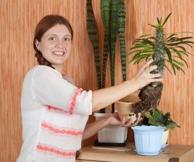 Woman replanting Pachypodium cactus clipart