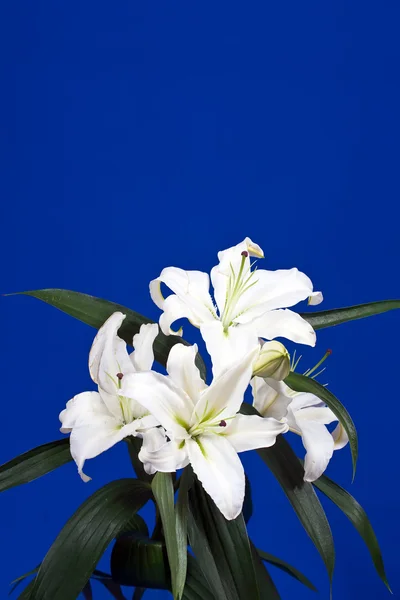 White lily on blue background — Stock Photo, Image