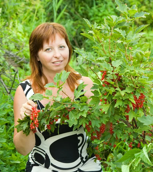 Mulher escolhendo groselha vermelha — Fotografia de Stock