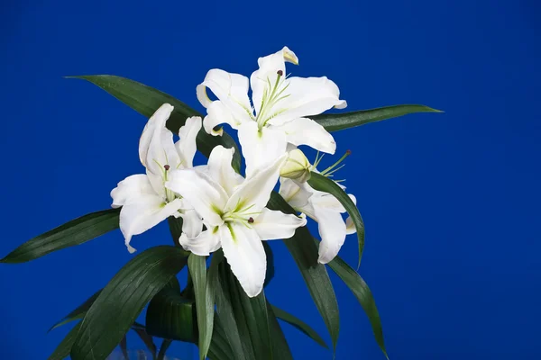 Zblízka bílá lilie — Stock fotografie