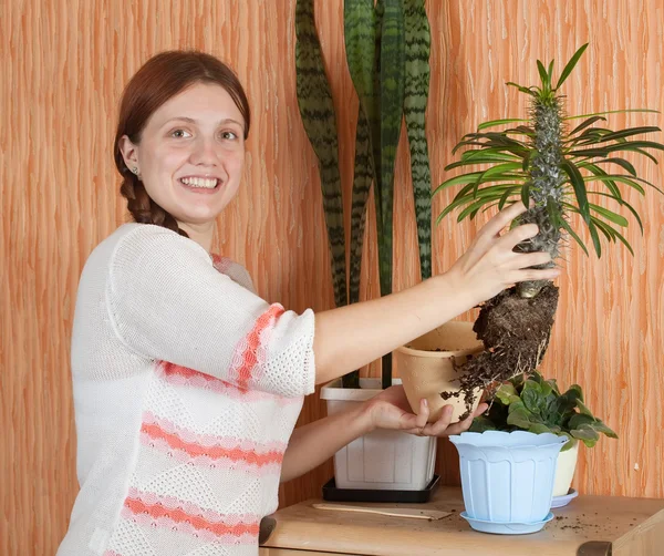 Woman replanting Pachypodium cactus — Stock Photo, Image