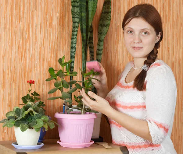 Woman cleaning flowers in the pot — Stock Photo, Image