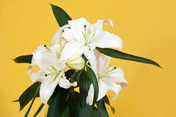 Closeup bílé lilie — Stock fotografie