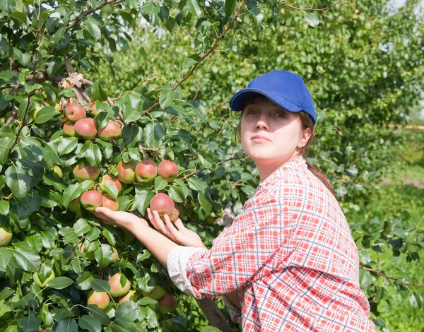 Menina pegando maçãs no pomar — Fotografia de Stock