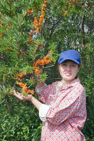 Girl picking Hippophae in the field — Stock Photo, Image