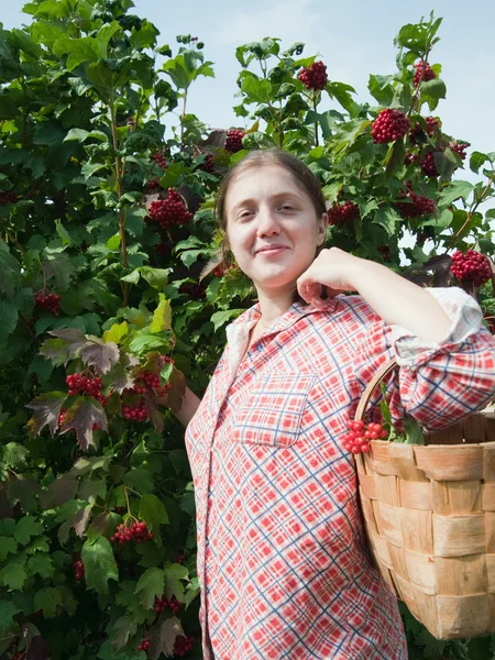 Flicka plocka viburnum i fältet — Stockfoto