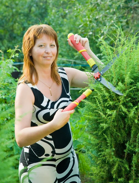 Donna che taglia thuja — Foto Stock