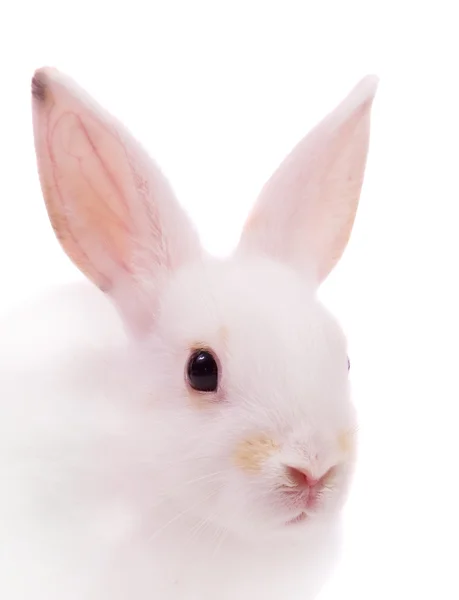 Head of white rabbit — Stock Photo, Image