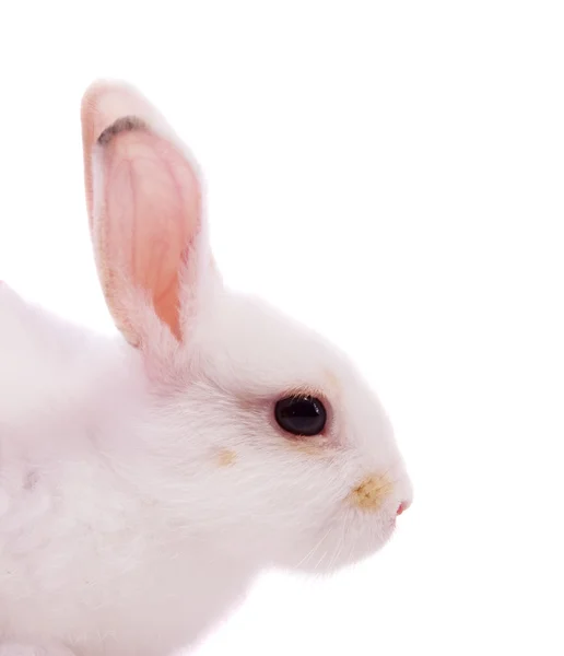 Primer plano del conejo blanco — Foto de Stock